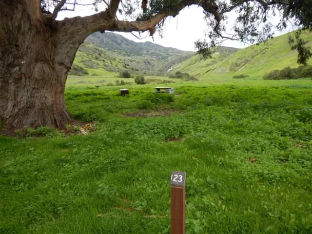Campsite eucalyptus forested area with picnic table, food storage box, and campsite number.