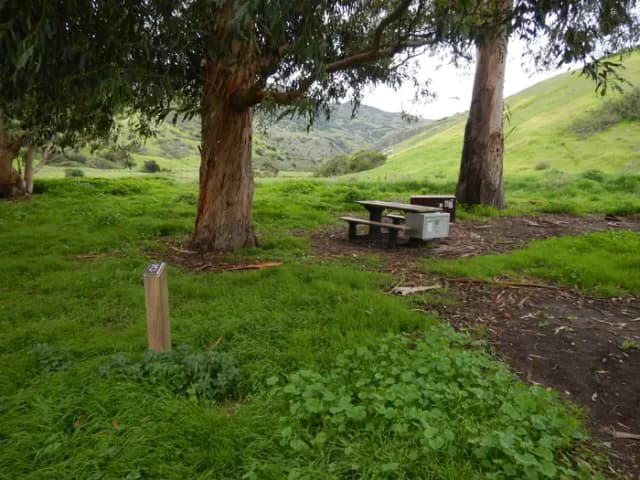 Campsite eucalyptus forested area with picnic table, food storage box, and campsite number.