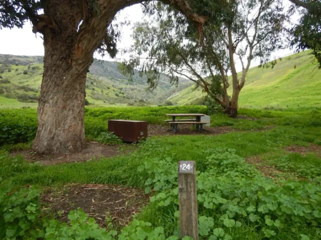 Campsite eucalyptus forested area with picnic table, food storage box, and campsite number.