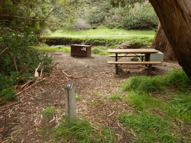Campsite eucalyptus forested area with picnic table, food storage box, and campsite number.
