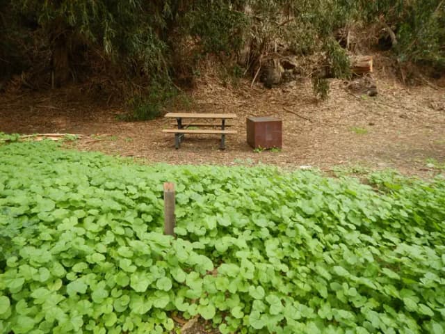 Campsite eucalyptus forested area with picnic table, food storage box, and campsite number.