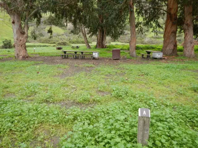 Campsite eucalyptus forested area with picnic table, food storage box, and campsite number.