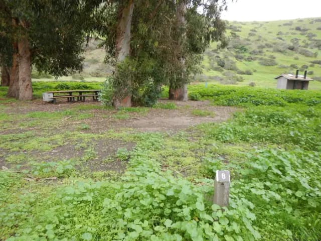 Campsite eucalyptus forested area with picnic table, food storage box, and campsite number.