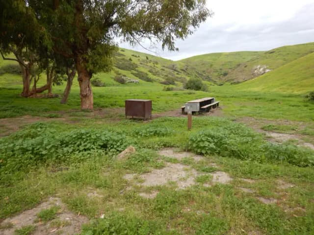 Campsite eucalyptus forested area with picnic table, food storage box, and campsite number.