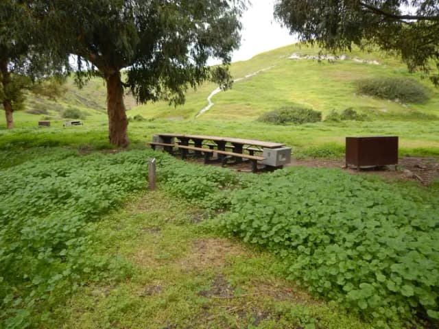 Campsite eucalyptus forested area with picnic table, food storage box, and campsite number.