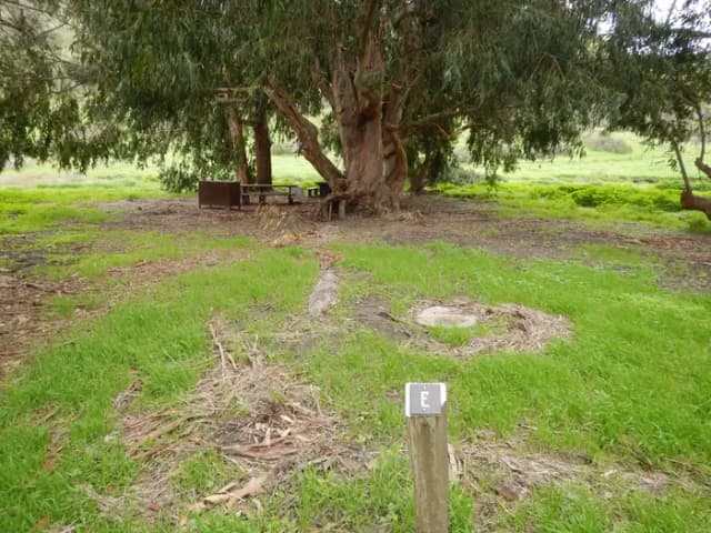 Campsite eucalyptus forested area with picnic table, food storage box, and campsite number.