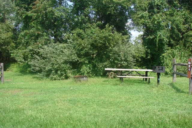 Goldenrod · Site G21 at Camp Gateway- Brooklyn Ny