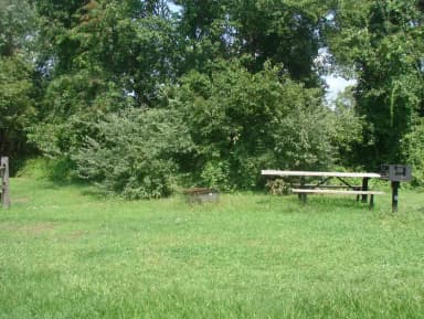 Goldenrod · Site G21 at Camp Gateway- Brooklyn Ny