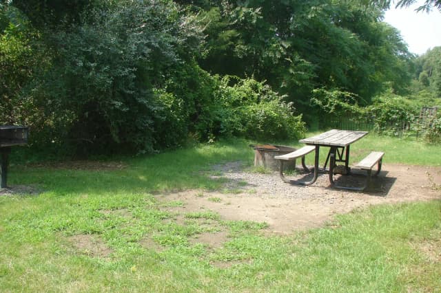 Goldenrod · Site G25 at Camp Gateway- Brooklyn Ny