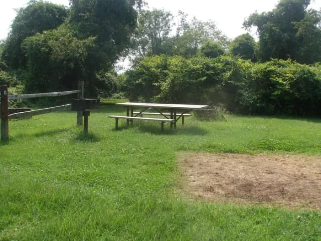 Goldenrod · Site G26 at Camp Gateway- Brooklyn Ny