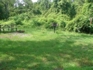 Goldenrod · Site G28 at Camp Gateway- Brooklyn Ny