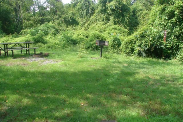 Goldenrod · Site G28 at Camp Gateway- Brooklyn Ny