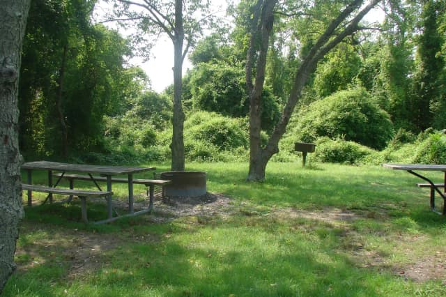 Goldenrod · Site G29 at Camp Gateway- Brooklyn Ny