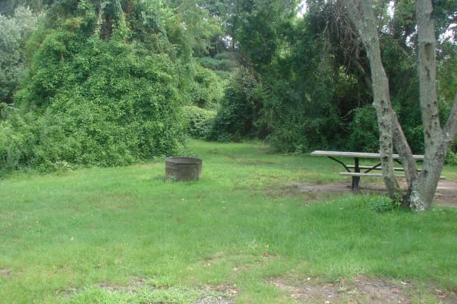 Goldenrod · Site G30 at Camp Gateway- Brooklyn Ny