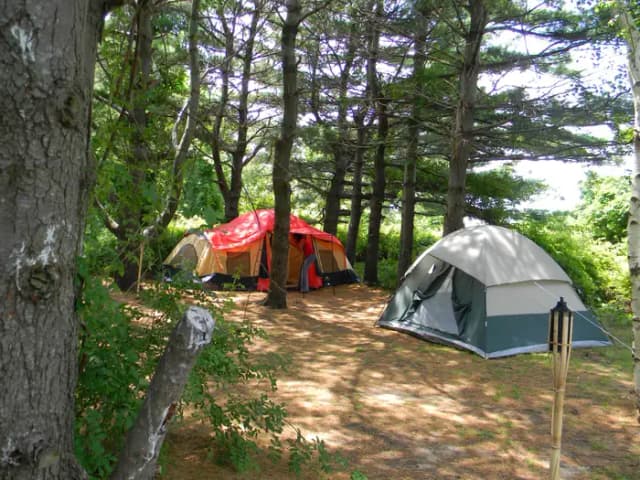 Goldenrod · Site G31 at Camp Gateway- Brooklyn Ny