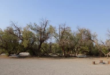 Furnace Creek Campground tent only group site #5.