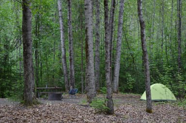 Campsite in the trees