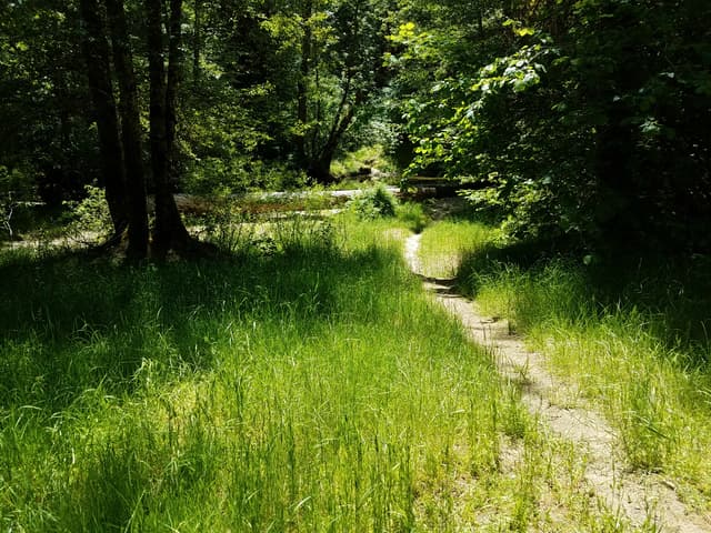 Trail through Elderberry Flat Campground.