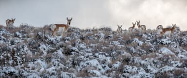 A herd of pronghorn antelope explores the snowy rangelands near Duncan Reservoir