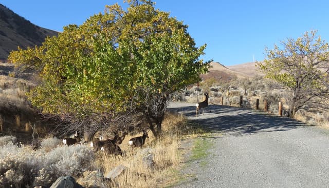 Wildlife at Spring Recreation Site