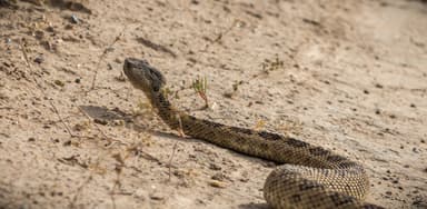 Rattlesnake at Three Forks Recreation Site