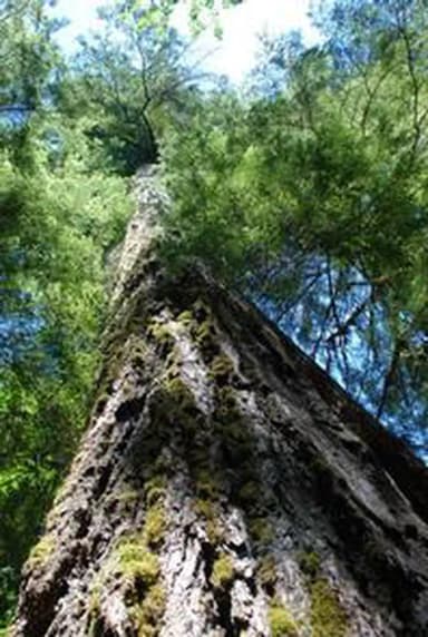 PARADISE IN OREGON