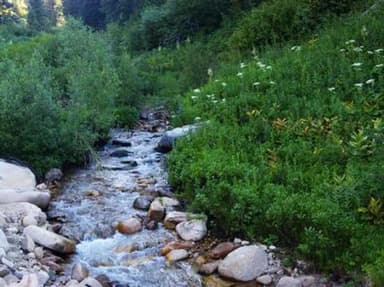 A stream running past greenery and wildflowers.