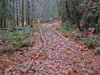 OHANAPECOSH CAMPGROUND HIKING