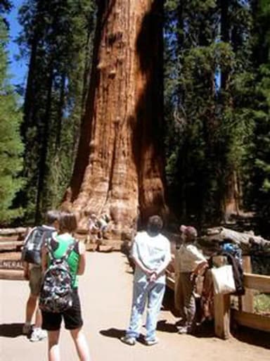 General Sherman Tree