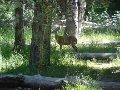 EAST MEADOW CAMPGROUND