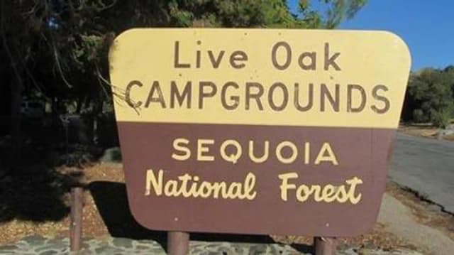 LIVE OAK