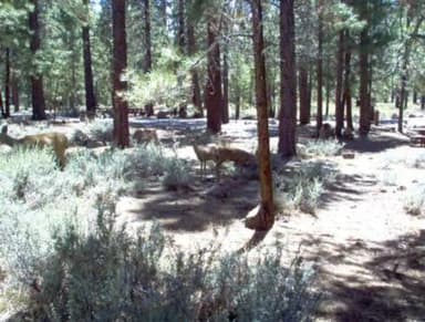 LOGGER CAMPGROUND