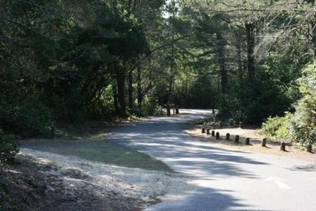 Single lane flat asphalt road winding through conifer trees and shrubbery.