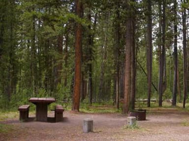 Pine trees surrounding campsite, picnic table & fire ring