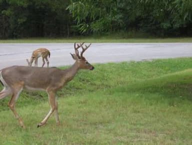 INDIAN CREEK CAMPGROUND