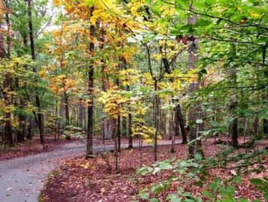 Paved, shaded roadway through a fall forest