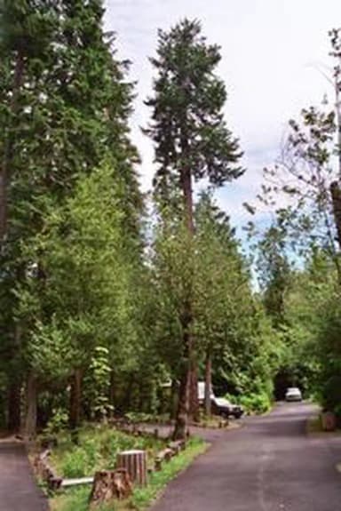 Loop road in Tyee Campground.