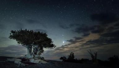 Bristlecone Pine against a starry sky at dusk