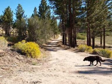 Dog talking a stroll at Ironwood Group Camp