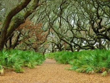 trail leading through palmettos and live oak canopy