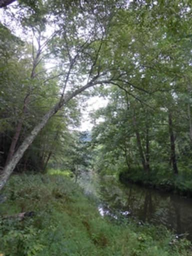 Chopawamsic Creek in the backcountry area