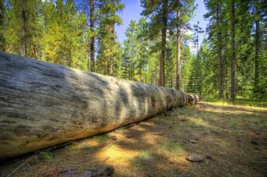 JACK CREEK CAMPGROUND