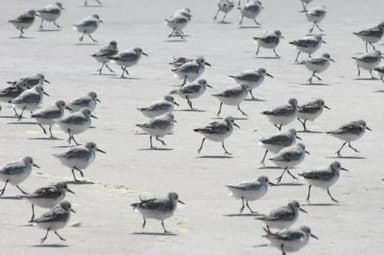 A flock of sandpipers on the beach