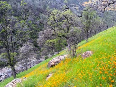 North Fork Merced River in Spring