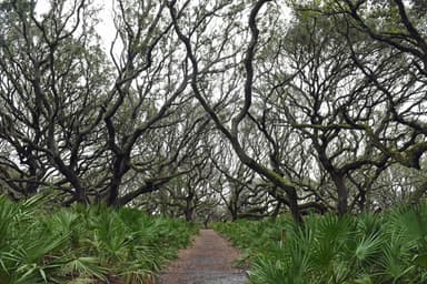 Sea Camp live oak canopy