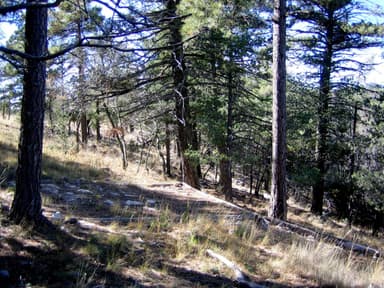 Blue Ridge campsite