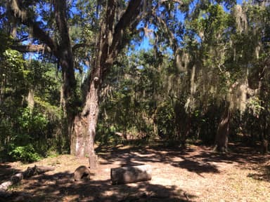 Hickory Hill Wilderness Site tent clearing