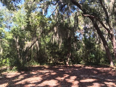 Hickory Hill Wilderness Site tent clearing 2