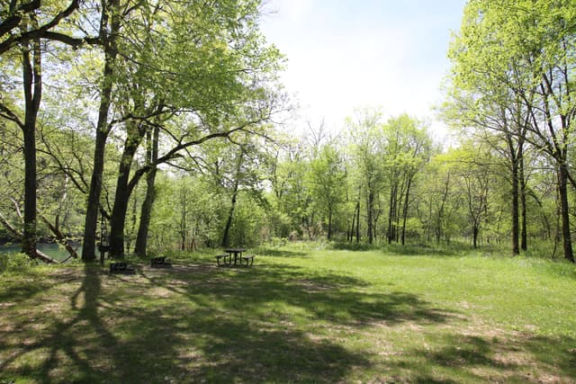 Big Tree Campground Grassy Site