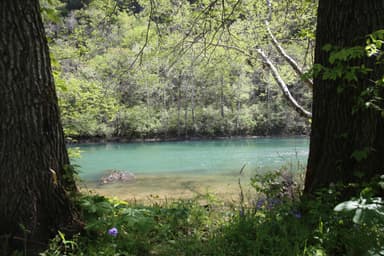 Current River Viewed from Big Tree Campsite